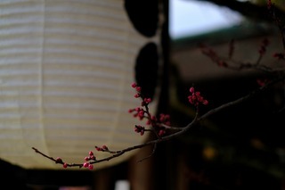 DSCF6473.jpg