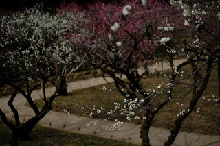 DSCF6514.jpg