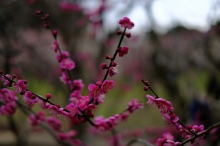 DSCF6516.jpg