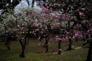 DSCF6520.jpg