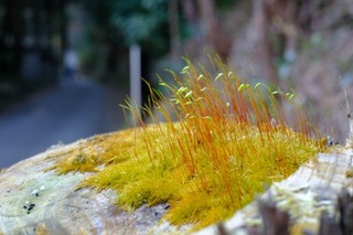 DSCF6685.jpg