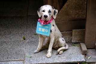 DSCF6847.jpg