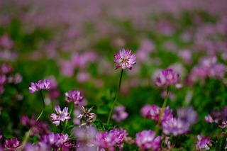 DSCF7087.jpg