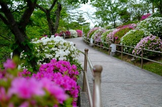 DSCF7111.jpg