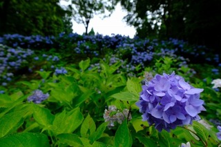 DSCF7494.jpg