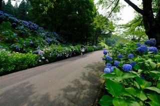 DSCF7495.jpg