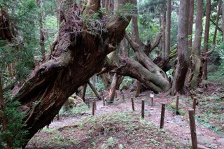 DSCF7508.jpg