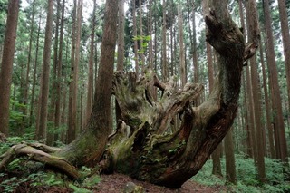 DSCF7510.jpg
