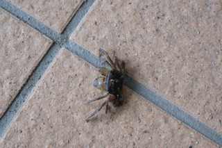 DSCF7637.jpg