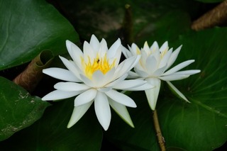 DSCF7666.jpg