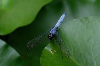 DSCF7672.jpg