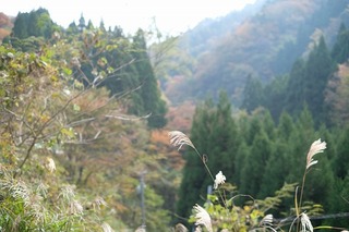 DSCF8075.jpg