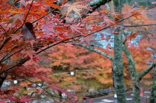DSCF8116.jpg