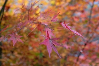 DSCF8122.jpg
