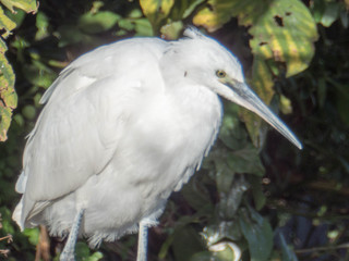 IMGP0336-1.jpg