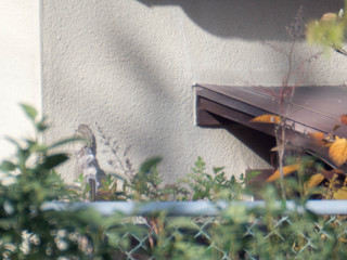 IMGP0345-1.jpg