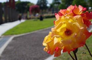 IMGP1664.jpg