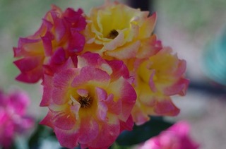 IMGP1667.jpg