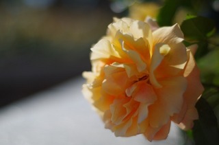 IMGP1668.jpg