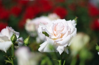 IMGP1676.jpg