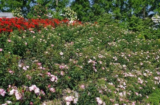 IMGP1678.jpg