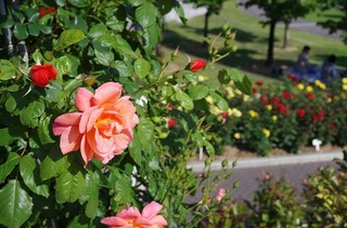 IMGP1681.jpg