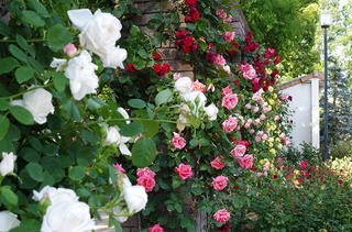 IMGP1694.jpg