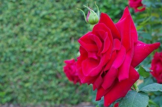 IMGP1705.jpg