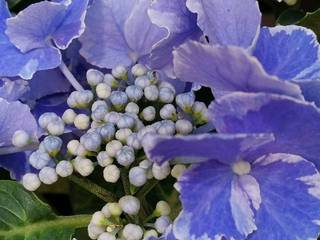 IMG_20200607_134045_resize_20200607_163221.jpg
