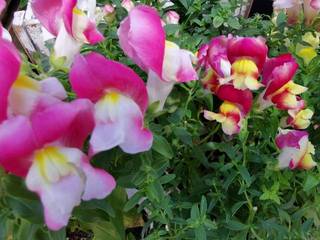 IMG_20200607_134146_resize_20200607_163221.jpg