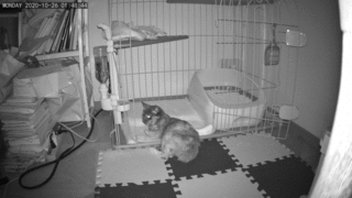 IvPxNBd9FzajAFl0JWdc1603690526-1603690549.gif