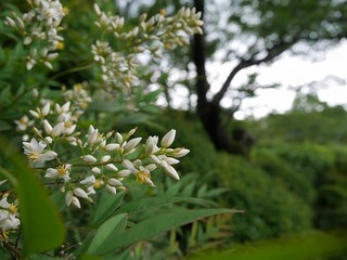 P1010112.jpg