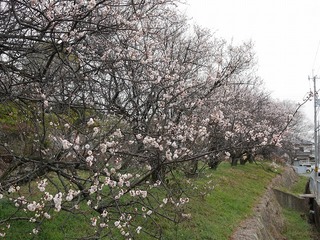 P1020326.jpg