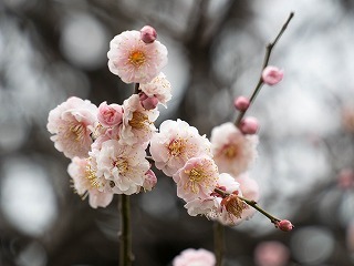 P1020335-15.jpg