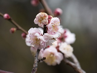 P1020347-24.jpg