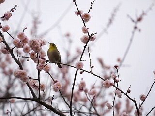 P1020370-40.jpg
