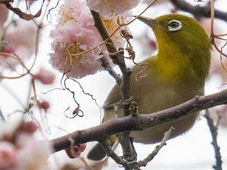 P1020380-49トリミング.jpg