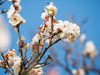 P1020401-1.jpg
