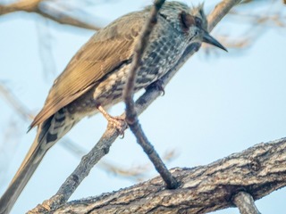 P1020422-1.jpg