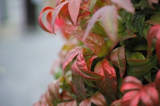 SDIM0455.jpg