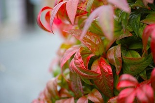 SDIM0455_1.jpg