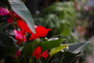 SDIM0594.jpg