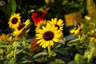 SDIM0600.jpg