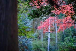 a11DSCF0872.jpg