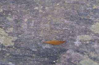 a41DSCF0940.jpg