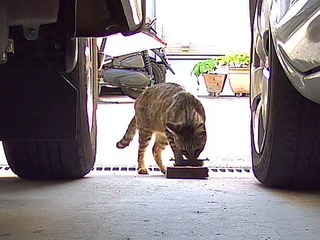 cats02.jpg