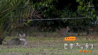 nekoaruki01.jpg