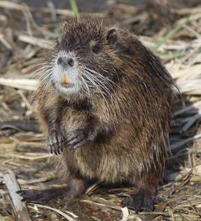 Myocastor_coypus_standing.JPG