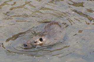 s-s_IMGP0177_2.jpg