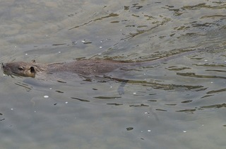 s-s_IMGP0178_2.jpg